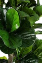 Decorazione casa pianta Ficus Lyrata con vaso