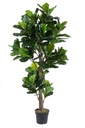 Decorazione casa pianta Ficus Lyrata con vaso