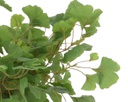 Gingko pianta in plastica con vaso 82x60x150h cm