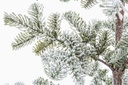 Pino Peralba Innevato H113