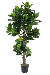 [B0172637] Decorazione casa pianta Ficus Lyrata con vaso