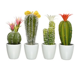 [20041770] Pianta Cactus con vaso 7,5x7,5x24h cm