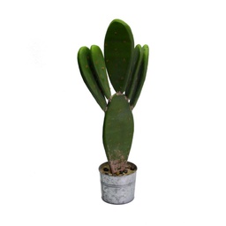 [V3628780000] Pianta cactus con vaso tondo cmø12h22